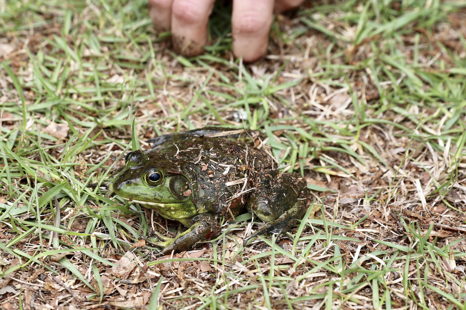 Frog Jump and Egg Strike